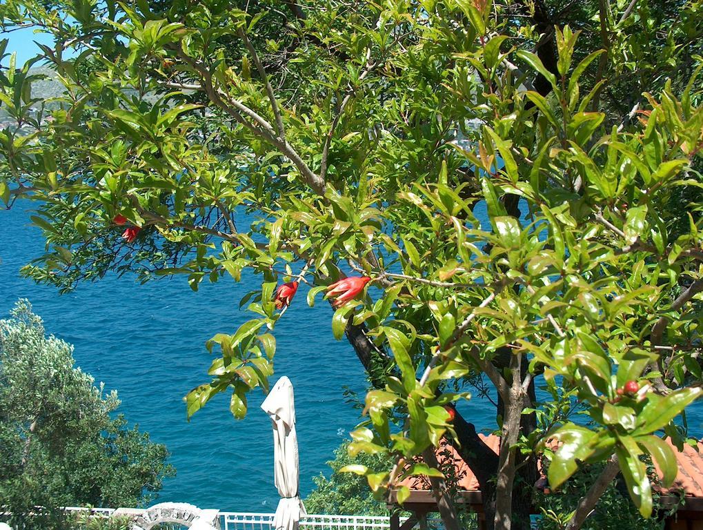 Villa Blanka Donji Okrug  ภายนอก รูปภาพ